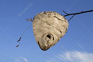 Bee Hive, the real thing