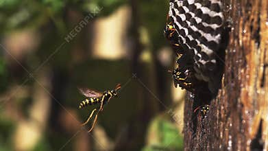 Common Wasp vespula vulgaris Flying to Nest