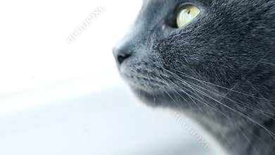 Cat Portrait. Fierce Grumpy purebred Cat. Funny domestic Pets. Close-up of Cat eyes.