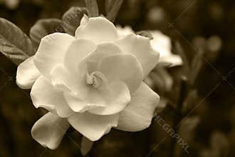 Gardenia Bloom