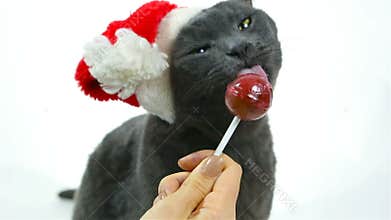 Cat Santa licking a lollipop. Funny Gray Cat Santa