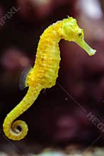 Slender seahorse (Hippocampus reidi).