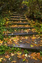 Stairway through the Trees