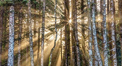 Sunshine Forest