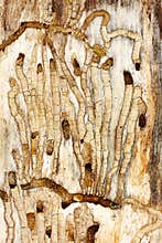 Insects inside tree bark