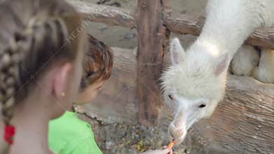 Little children feeding a lama