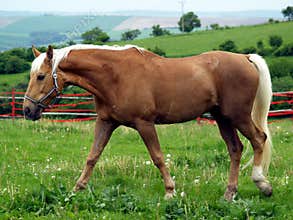 Horse