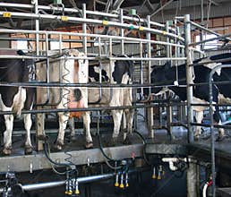Rotary Dairy