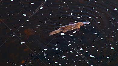 Platypus dives for food 01