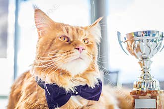Charming Champion Maine Coon Cat wearing Butterfly Tie sitting with His Goblet