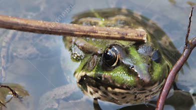 Stroking His Stick on the Back of Frog in the River