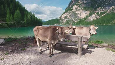 Alpine brown cows standing near Braies lake, Dalomites, Italy