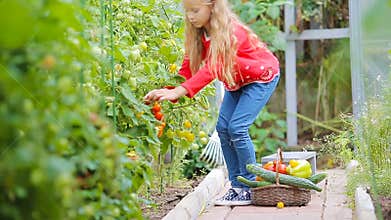 Adorable little girl collecting crop cucumbers and tomatoes in greenhouse. Portrait of kid with red tomato in hands.