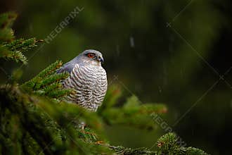 Birds of prey Eurasian sparrowhawk, Accipiter nisus, sitting on spruce tree during heavy rain in the forest. Hawk in the rainy dar