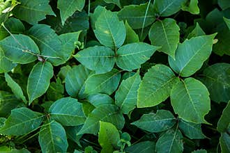 Poison ivy
