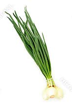 Spring onions