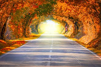 Autumn Fall Road landscape - trees tunne and magic light