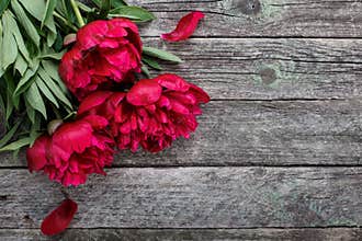 Pink peonies flowers on rustic wooden background. Selective focus