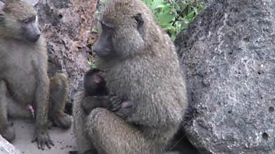 Wild Baboon Monkey with baby in African Botswana savannah
