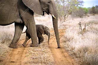 Babe elephant crossing the road