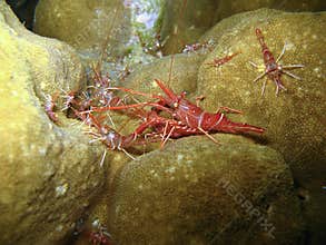 Sea creatures on coral reef