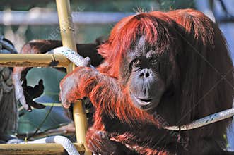 Orangutan in captivity