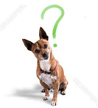 Dog with quizzical expression