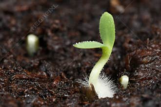 Germinating Seed Macro