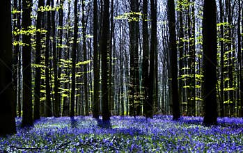 Bluebell symphony