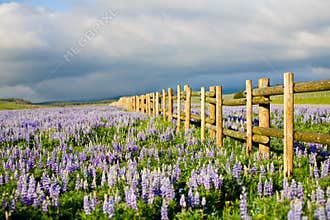 Wildflowers in wyoming