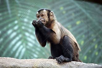 Capuchin Monkey