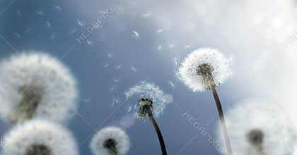 Dandelion Seeds flying in the Wind