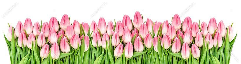 Fresh spring tulip flowers banner Floral border Bouquet