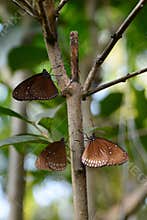 Bai Orchid and Butterfly farm. Mae Rim. Chiang Mai province. Thailand