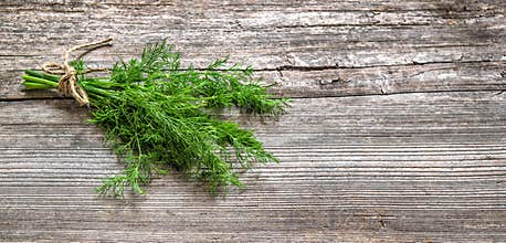 Bundle dill Green herb Food ingredient