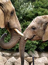 Affectionate elephants