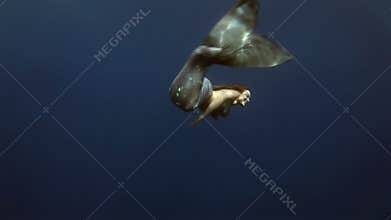 Young girl model underwater mermaid costume on blue background poses in Red Sea.