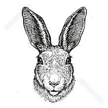 Hand-drawn portrait of rabbit. Easter bunny, sketch. Vector illustration