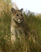 Cougar in grass