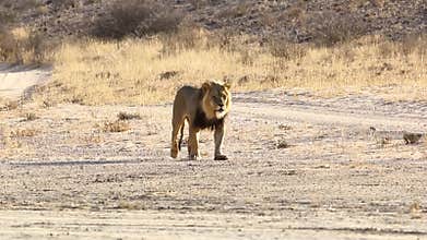 Adult Male Lion Walking