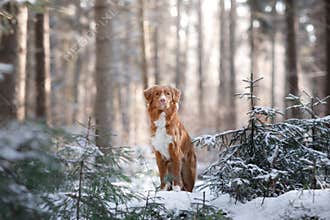 Nova Scotia Duck Tolling Retriever breed of dog in the woods in nature, winter season