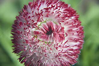 Spring flower