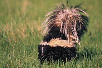 Striped Skunk