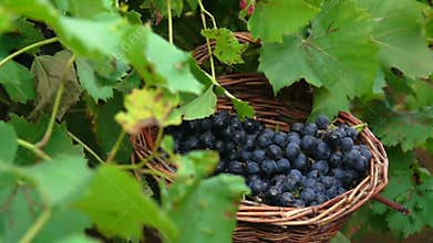 Bunch of grapes falling in the basket