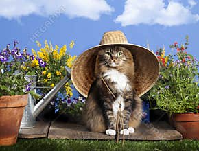 Cat Wearing Gardening Hat
