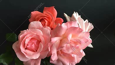 Pretty roses blossoming out