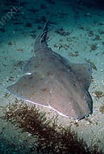 Marine Life - Angel Shark