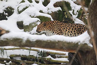 Amur leopard