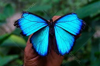 Blue Morpho Butterfly Closeup