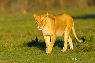 Lioness Early Morning Sunshine